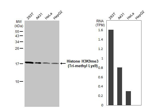 Histone H3K9me3 (Tri-methyl Lys9) Antibody in Western Blot (WB)