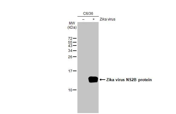 Zika Virus NS2B Antibody in Western Blot (WB)