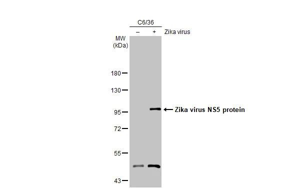 Zika Virus NS5 Antibody in Western Blot (WB)