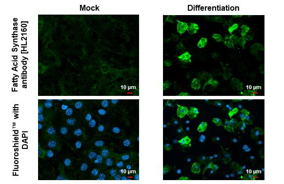 FASN Antibody in Immunocytochemistry (ICC/IF)