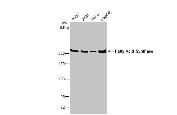 FASN Antibody in Western Blot (WB)