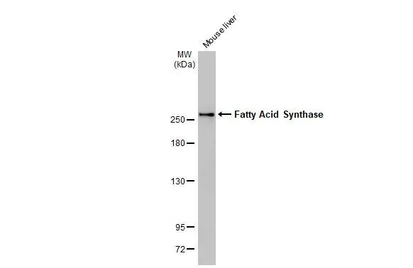 FASN Antibody in Western Blot (WB)