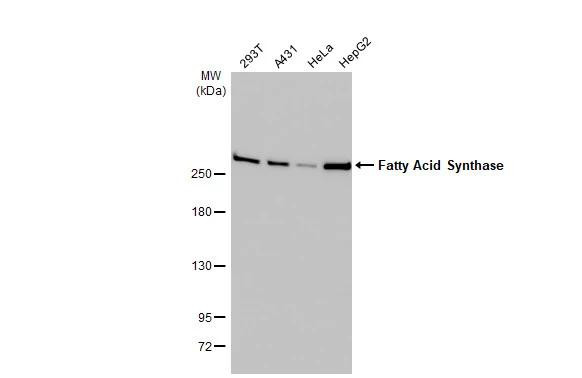 FASN Antibody in Western Blot (WB)