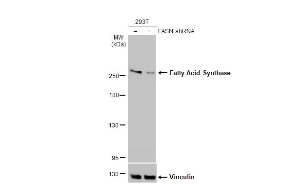 FASN Antibody in Western Blot (WB)