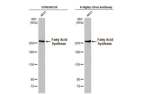 FASN Antibody in Western Blot (WB)