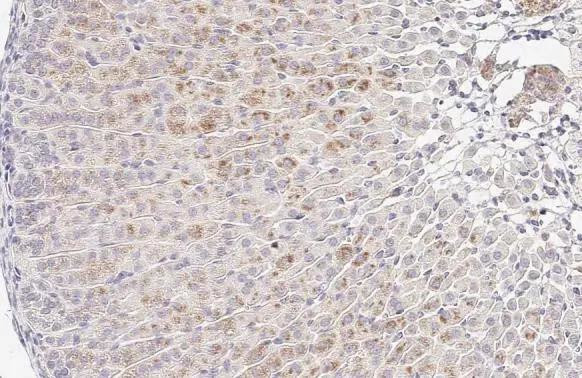 LGALS3BP Antibody in Immunohistochemistry (Paraffin) (IHC (P))