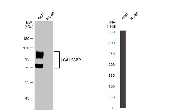 LGALS3BP Antibody in Western Blot (WB)