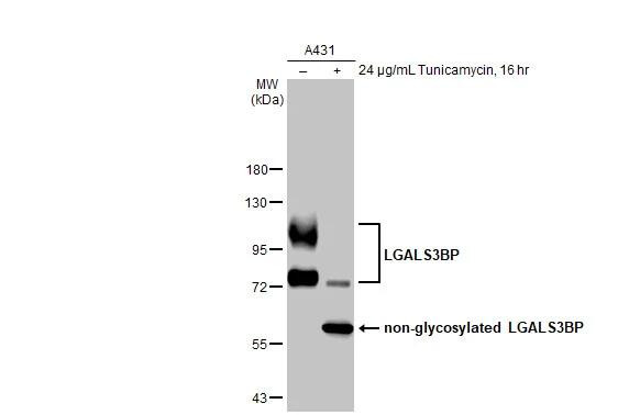 LGALS3BP Antibody in Western Blot (WB)