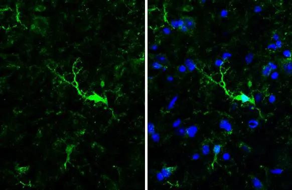 IBA1 Antibody in Immunohistochemistry (Frozen) (IHC (F))