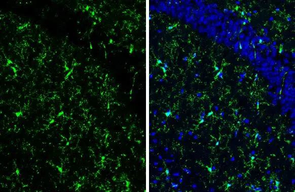 IBA1 Antibody in Immunohistochemistry (Frozen) (IHC (F))