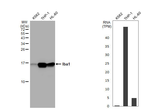 IBA1 Antibody in Western Blot (WB)