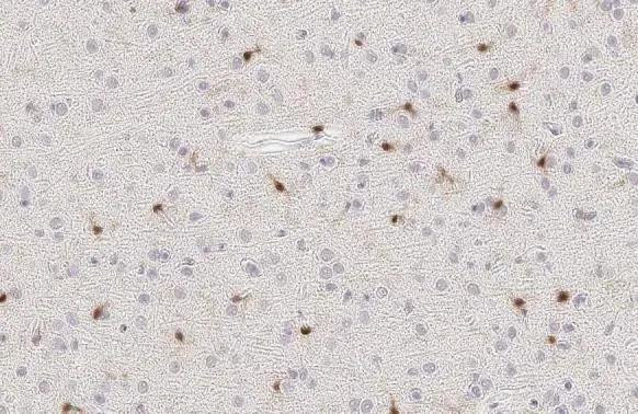 IBA1 Antibody in Immunohistochemistry (Paraffin) (IHC (P))