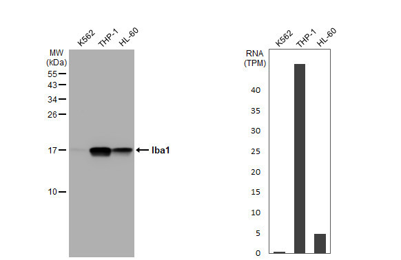 IBA1 Antibody in Western Blot (WB)