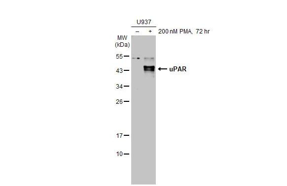 uPAR Antibody in Western Blot (WB)