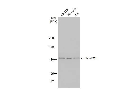 RAD21 Antibody in Western Blot (WB)