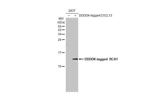 CXCL13 Antibody in Western Blot (WB)