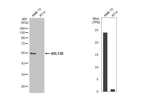 ARL13B Antibody in Western Blot (WB)