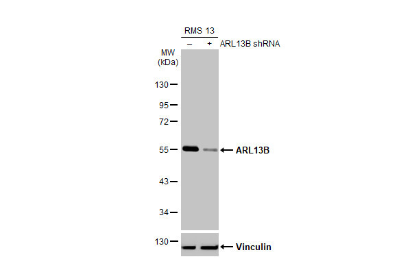 ARL13B Antibody in Western Blot (WB)