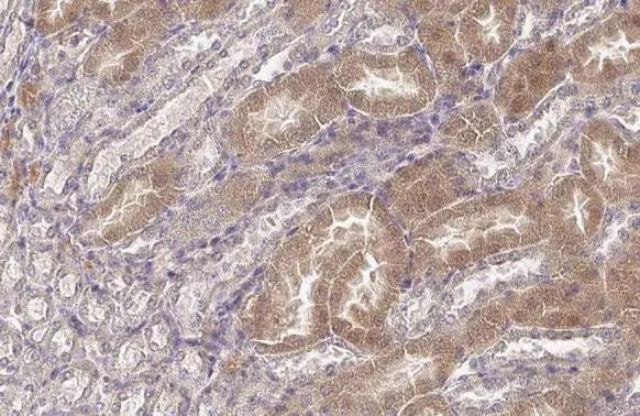 WNK1 Antibody in Immunohistochemistry (Paraffin) (IHC (P))