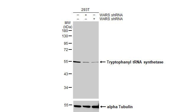 WARS Antibody in Western Blot (WB)