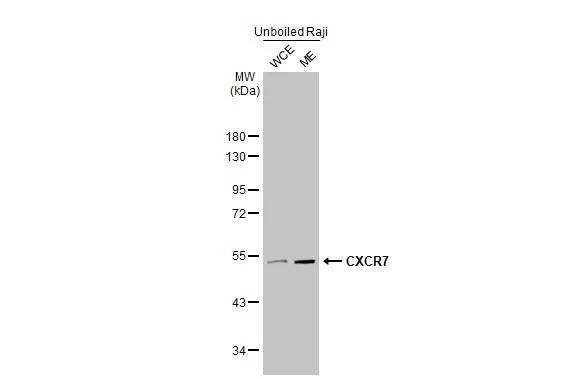 CXCR7 Antibody in Western Blot (WB)