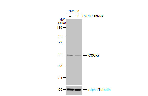 CXCR7 Antibody in Western Blot (WB)