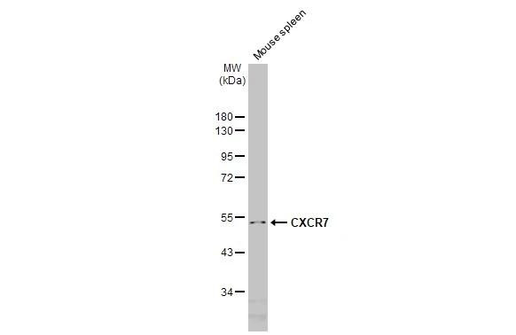 CXCR7 Antibody in Western Blot (WB)