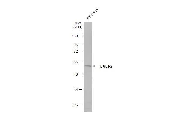 CXCR7 Antibody in Western Blot (WB)