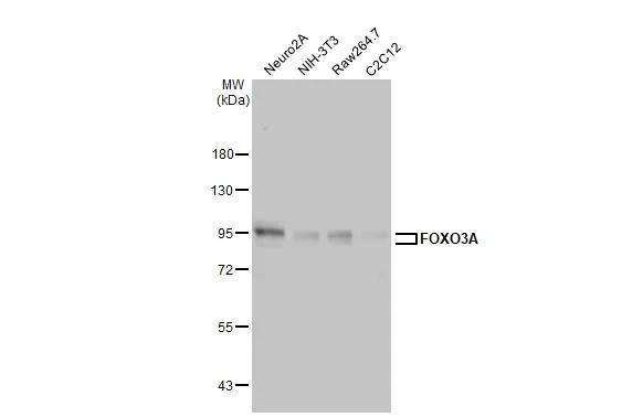 FOXO3A Antibody in Western Blot (WB)