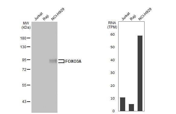 FOXO3A Antibody in Western Blot (WB)