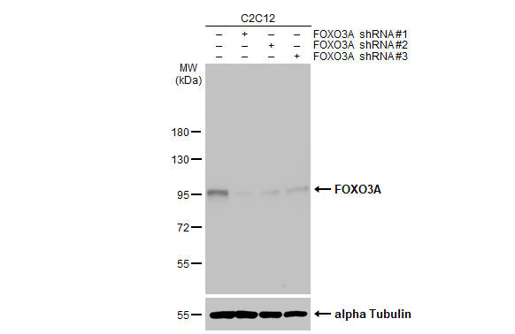 FOXO3A Antibody in Western Blot (WB)