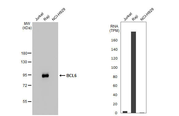 BCL6 Antibody in Western Blot (WB)