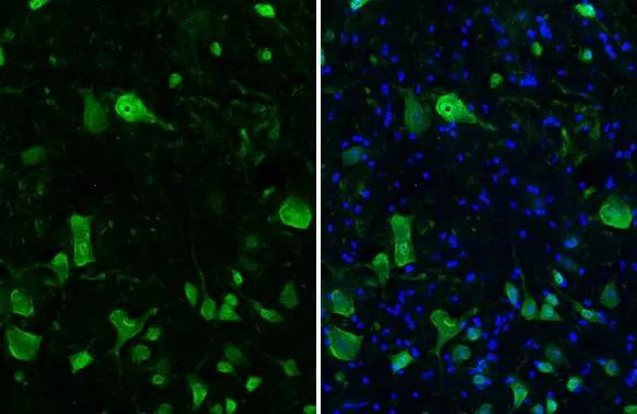 NeuN Antibody in Immunohistochemistry (Frozen) (IHC (F))