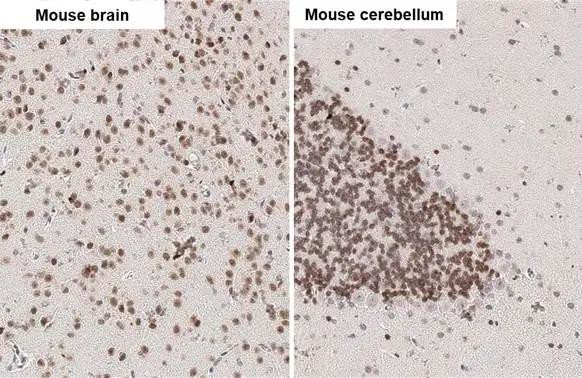 NeuN Antibody in Immunohistochemistry (Paraffin) (IHC (P))