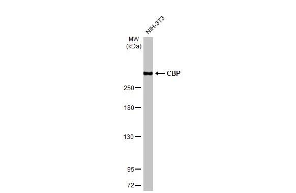 CBP Antibody in Western Blot (WB)