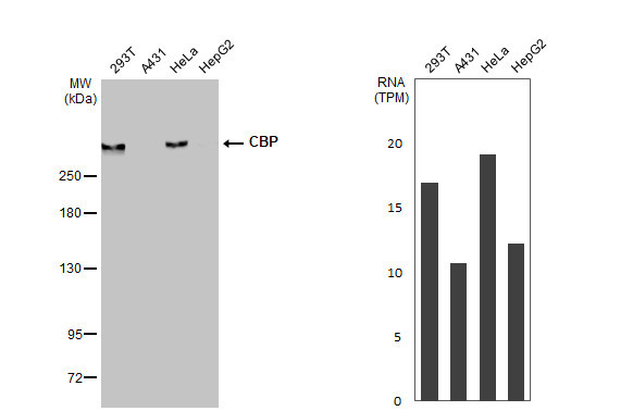 CBP Antibody in Western Blot (WB)