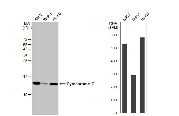 Cytochrome C Antibody in Western Blot (WB)