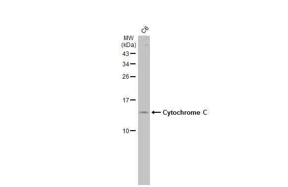 Cytochrome C Antibody in Western Blot (WB)