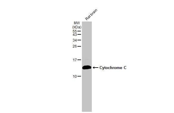 Cytochrome C Antibody in Western Blot (WB)