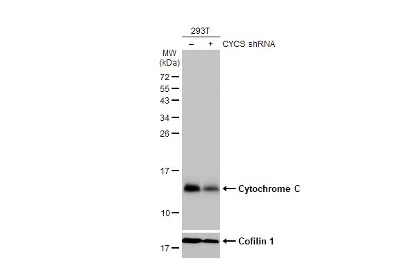 Cytochrome C Antibody in Western Blot (WB)