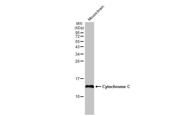 Cytochrome C Antibody in Western Blot (WB)