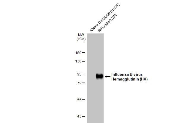 Influenza B virus (B/Taiwan/753/2005) (Yamagata) Antibody in Western Blot (WB)