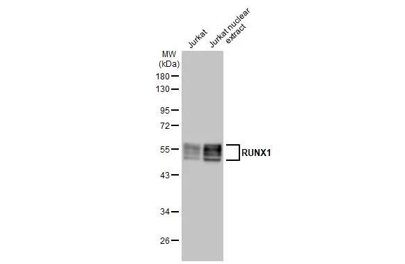 RUNX1 Antibody in Western Blot (WB)