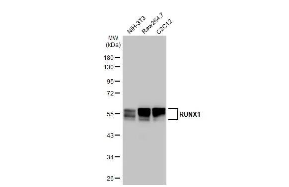 RUNX1 Antibody in Western Blot (WB)