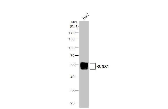 RUNX1 Antibody in Western Blot (WB)