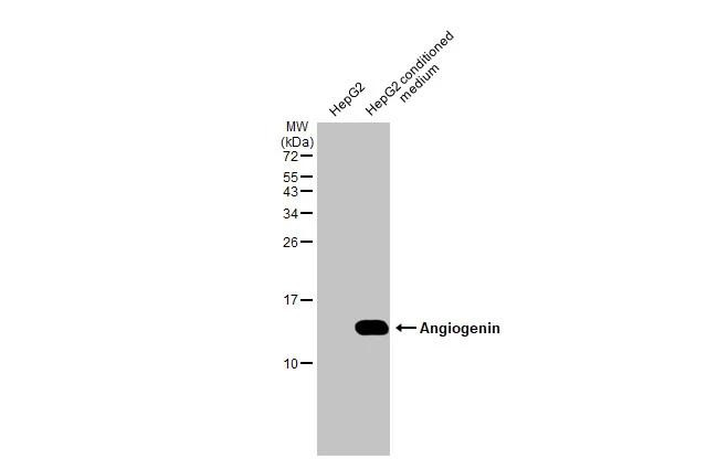 Angiogenin Antibody in Western Blot (WB)