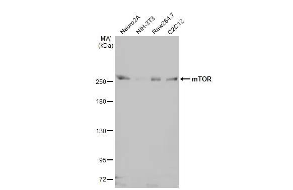 mTOR Antibody in Western Blot (WB)