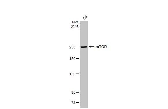 mTOR Antibody in Western Blot (WB)