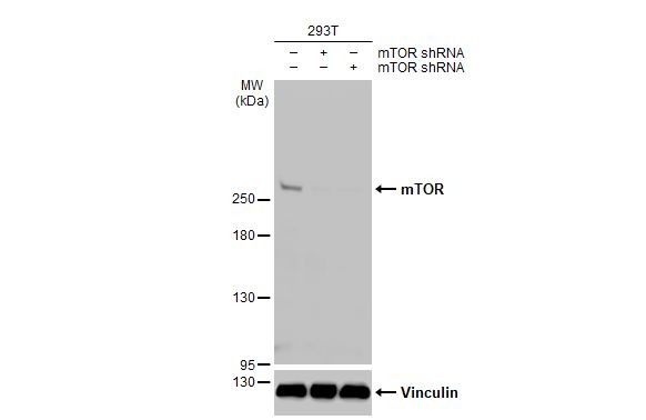 mTOR Antibody in Western Blot (WB)