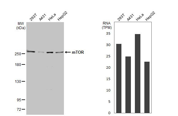 mTOR Antibody in Western Blot (WB)